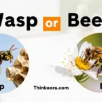 Wasp or Bee